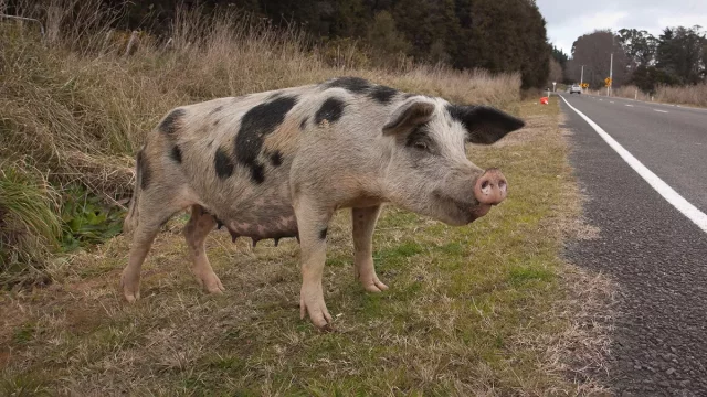 Divočáci ohrožují řidiče, pozor na ně zejména po páté ráno