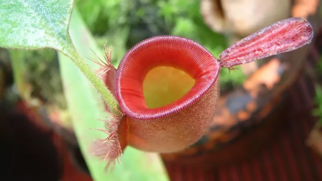 Unikátní výstava masožravých rostlin v Olomouci opět otevírá