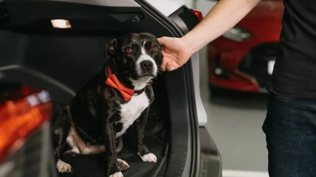 Poradíme, jak bezpečně jezdit se psem v autě