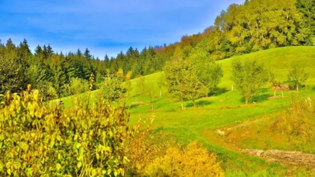 Vyrazte do přírody na naučnou stezku Prlovským lesem