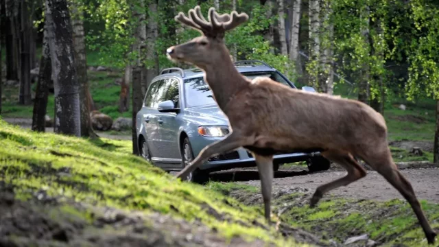 Riziko střetu se zvěří rapidně roste. Víte, že se můžete připojistit?